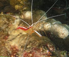 Photo:I. Ben-Tov; see a larger picture
